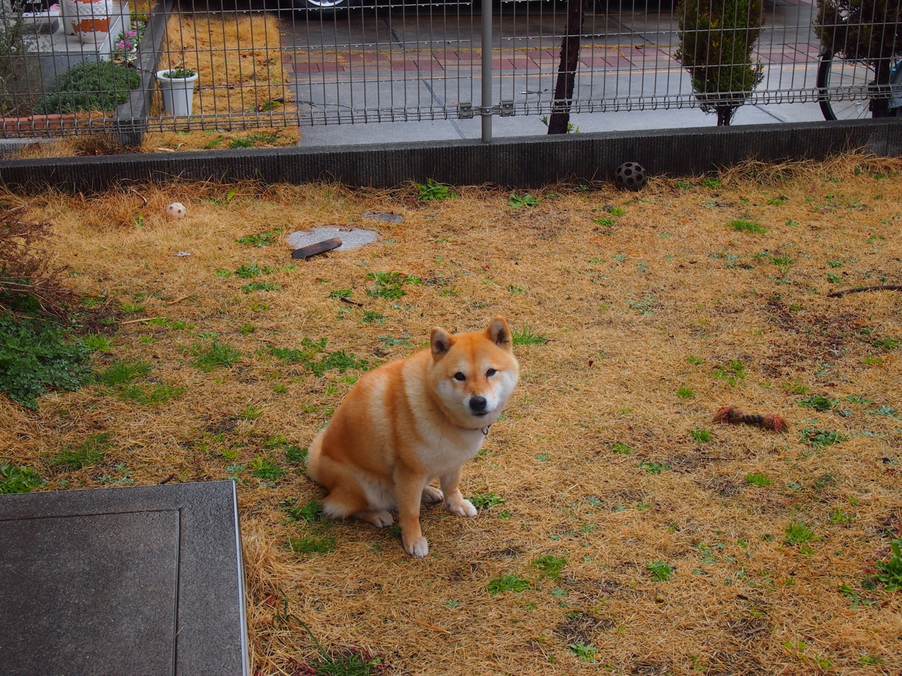 黄鸭展翼,巴黎掠影,法国羽球军团强势横扫,中国黄鸭组合逆境高光