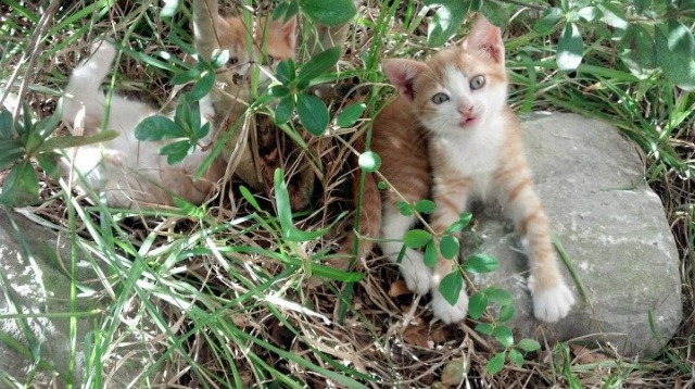 逆转夜，星光独为一人璀璨