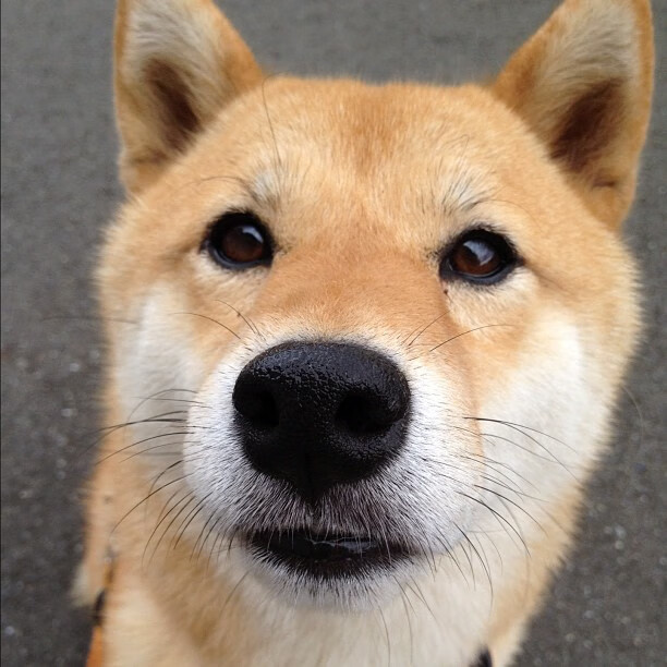 铁蹄之下,君临纽约—当灰熊军团踏碎麦迪逊,西亚卡姆的权杖在废墟中闪光