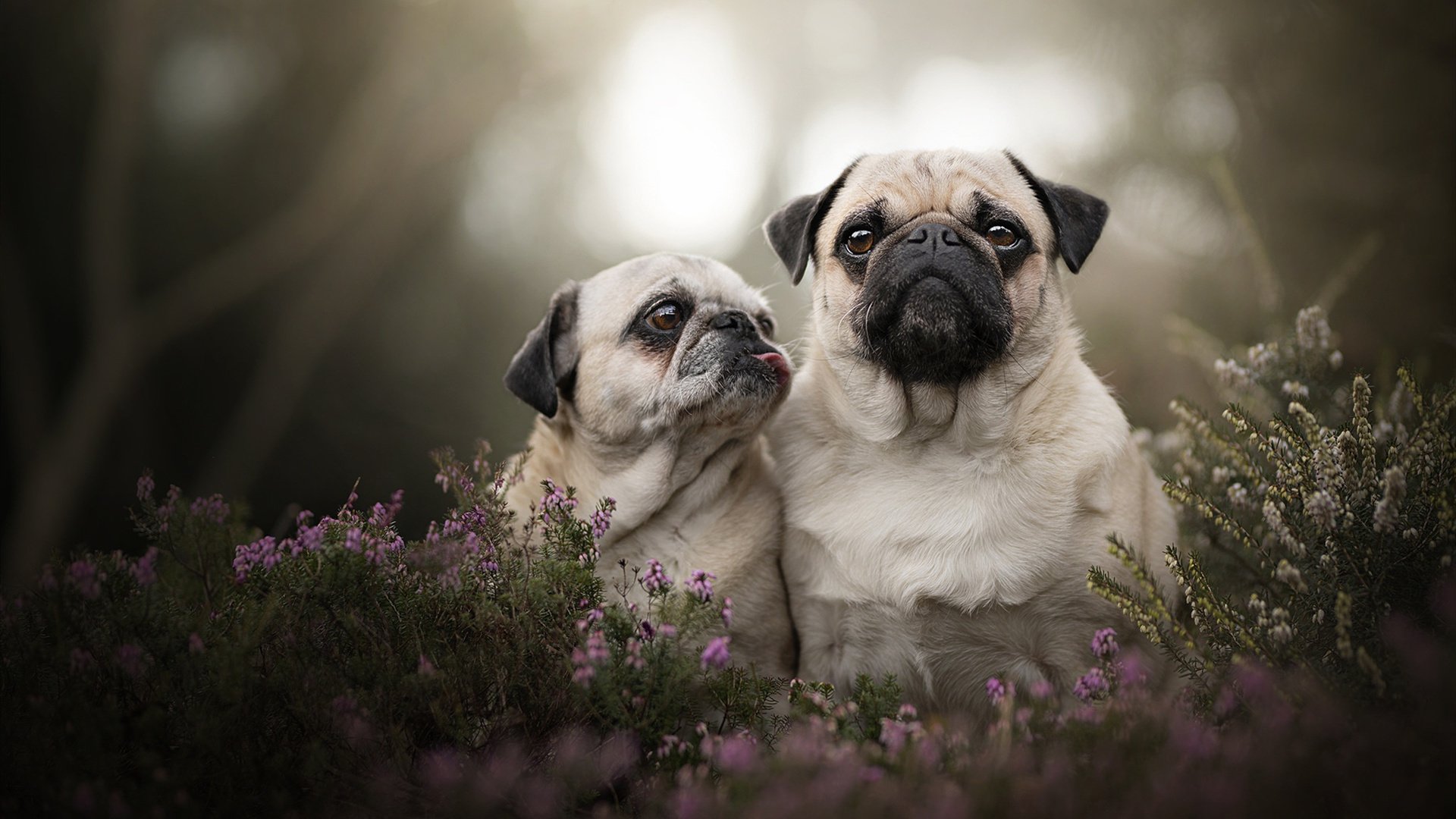 钢盾出鞘，悬疑剧终，富安健洋压力下爆发助勒沃库森提前终结巴黎悬念