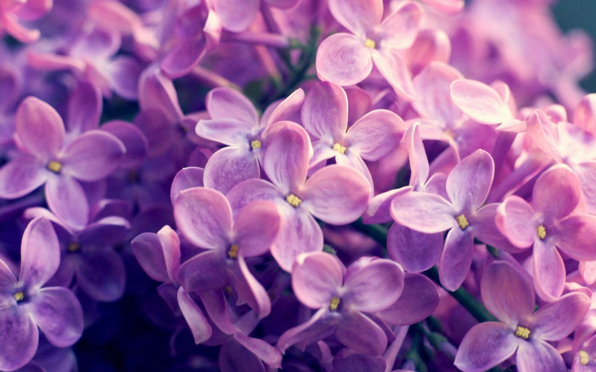 围城与武士，季后赛抢七战中美国的战术迷宫如何困住日本之魂