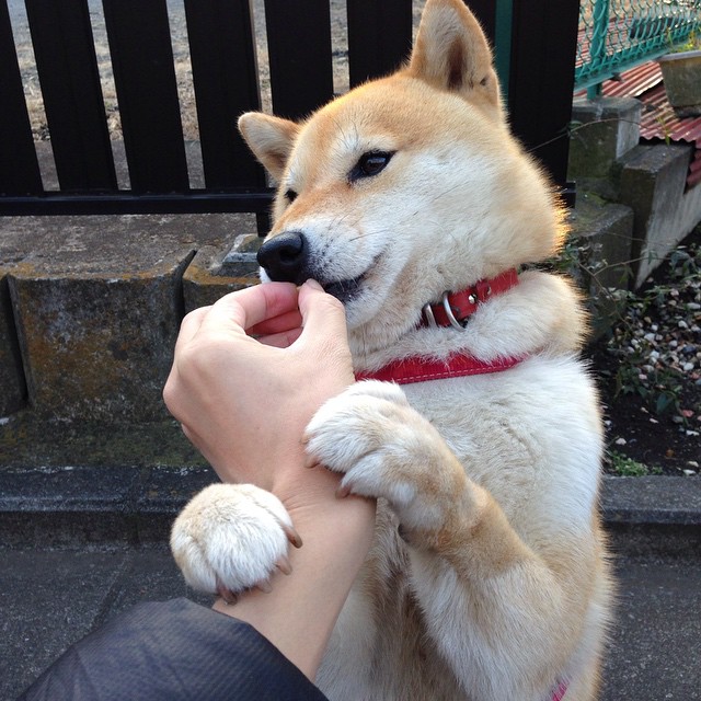 当约基奇踏上伯纳乌,一位征服者,两种制胜法则