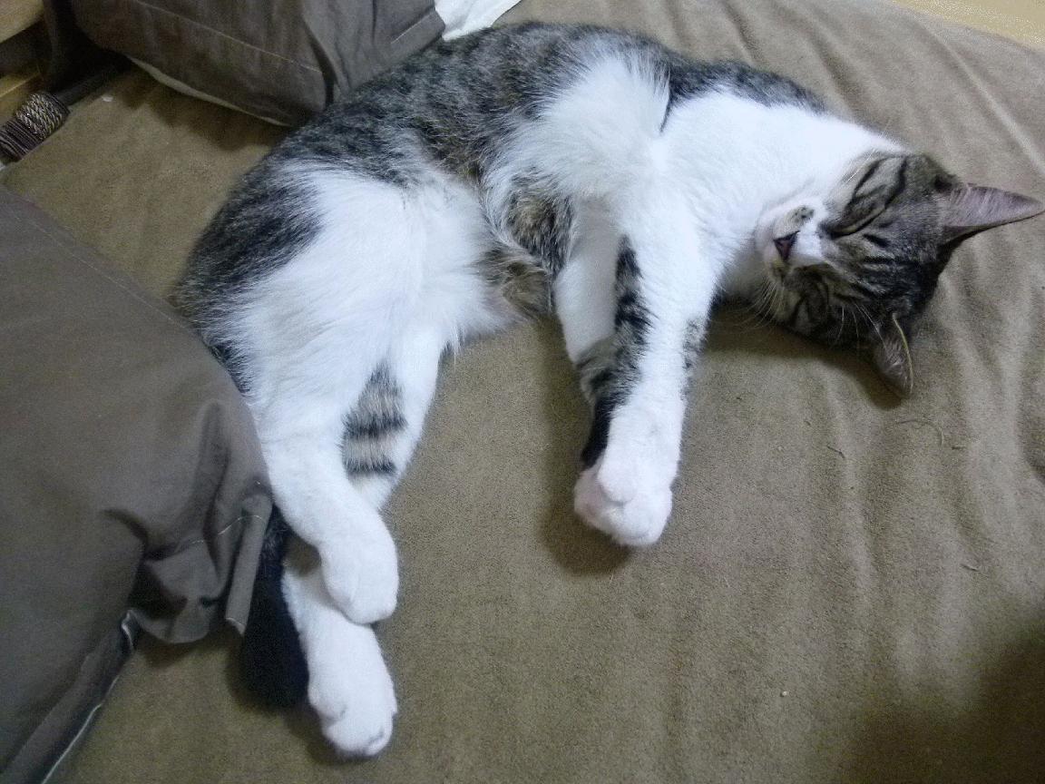 丛林法则，爱德华兹以步行者之姿突破太阳防线，在季后赛接管比赛