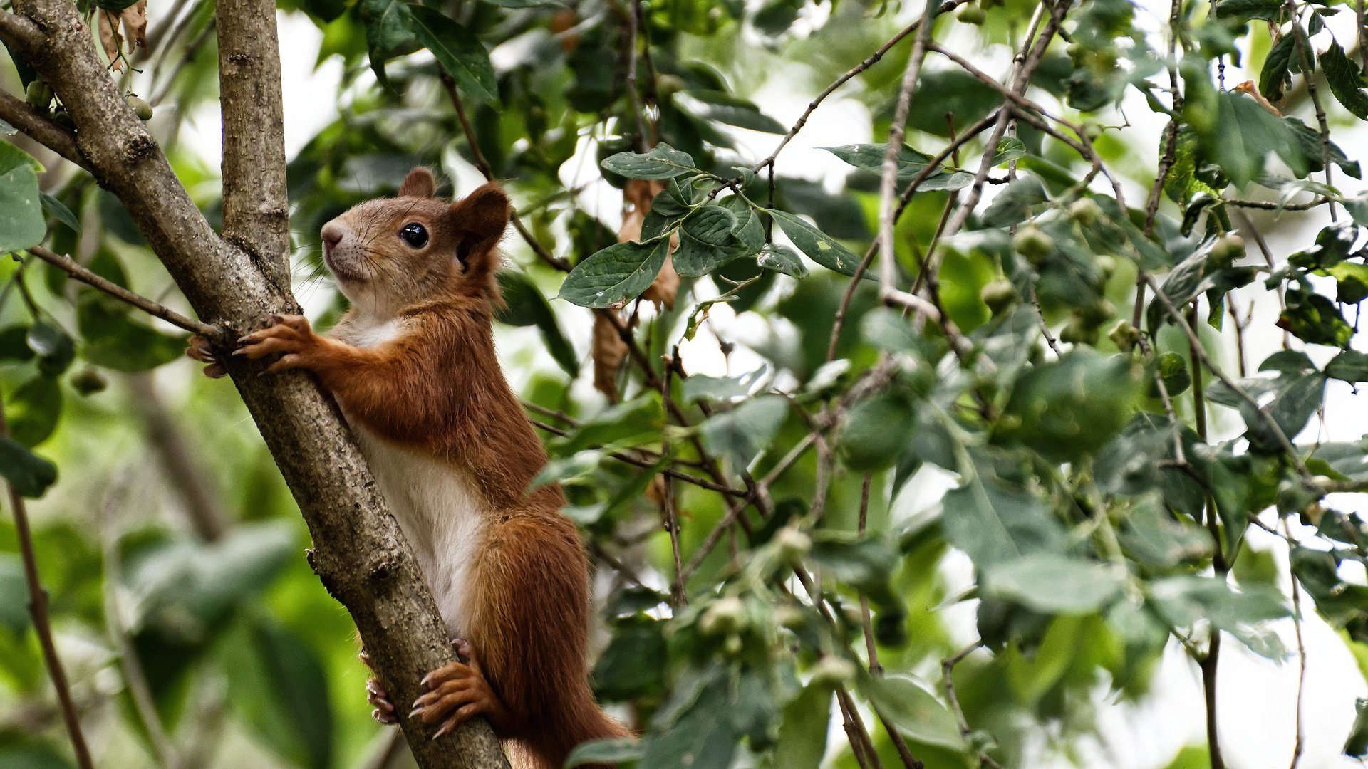 洲际篮球对决日，深圳队早早锁定胜局克马刺，马克西西甲德比展统治力