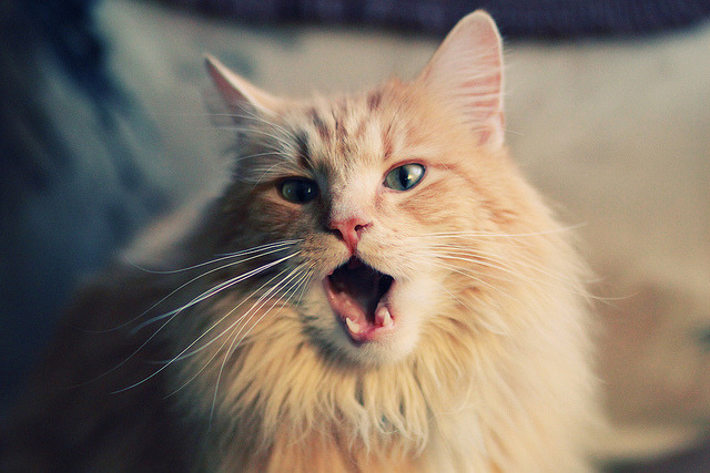 绝杀！贝蒂斯之剑出鞘，迪马利亚一箭穿心粉碎韩国