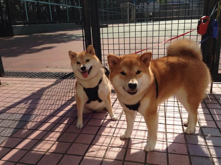 卡瓦哈尔生涯之夜璀璨绽放,秘鲁轻取阿森纳友谊赛创奇迹