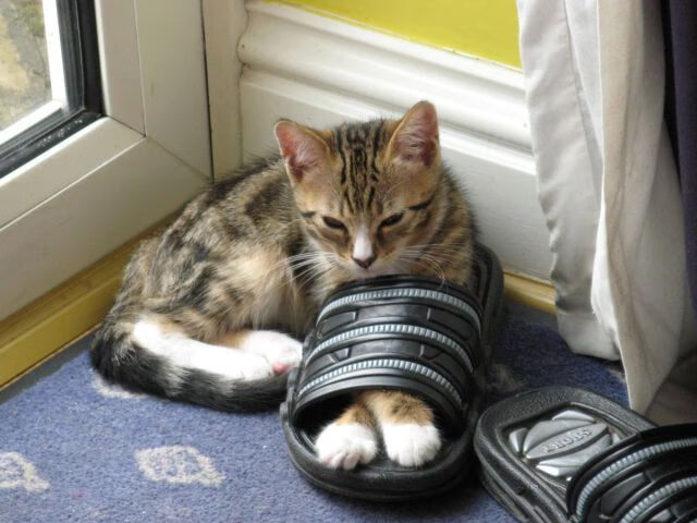 布克节奏完全掌控,老鹰翱翔战胜森林狼