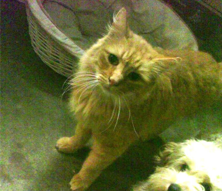 同一轮明月下,当国家德比遇上东北虎的绝杀