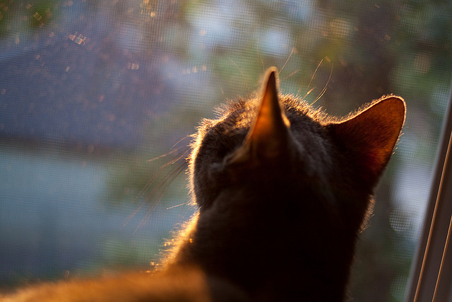 同一轮明月下,当国家德比遇上东北虎的绝杀