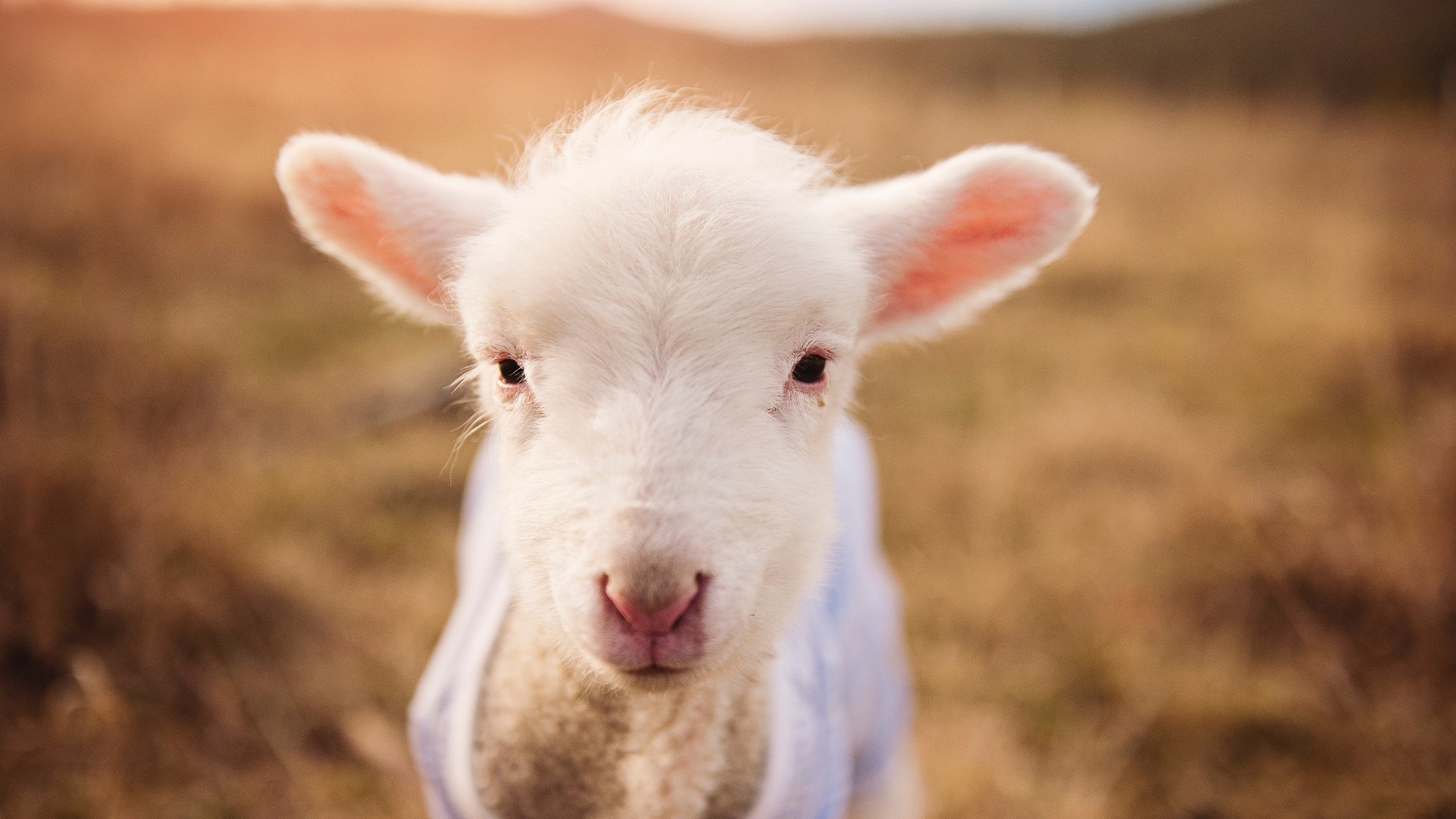 当奥地利钢琴师遇见米兰铁匠,一场友谊赛如何让坎特的数据核爆全球数据库?