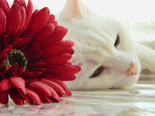 伦敦迷雾，美国闪电，当孙兴慜爆发撞上切尔西末节失利