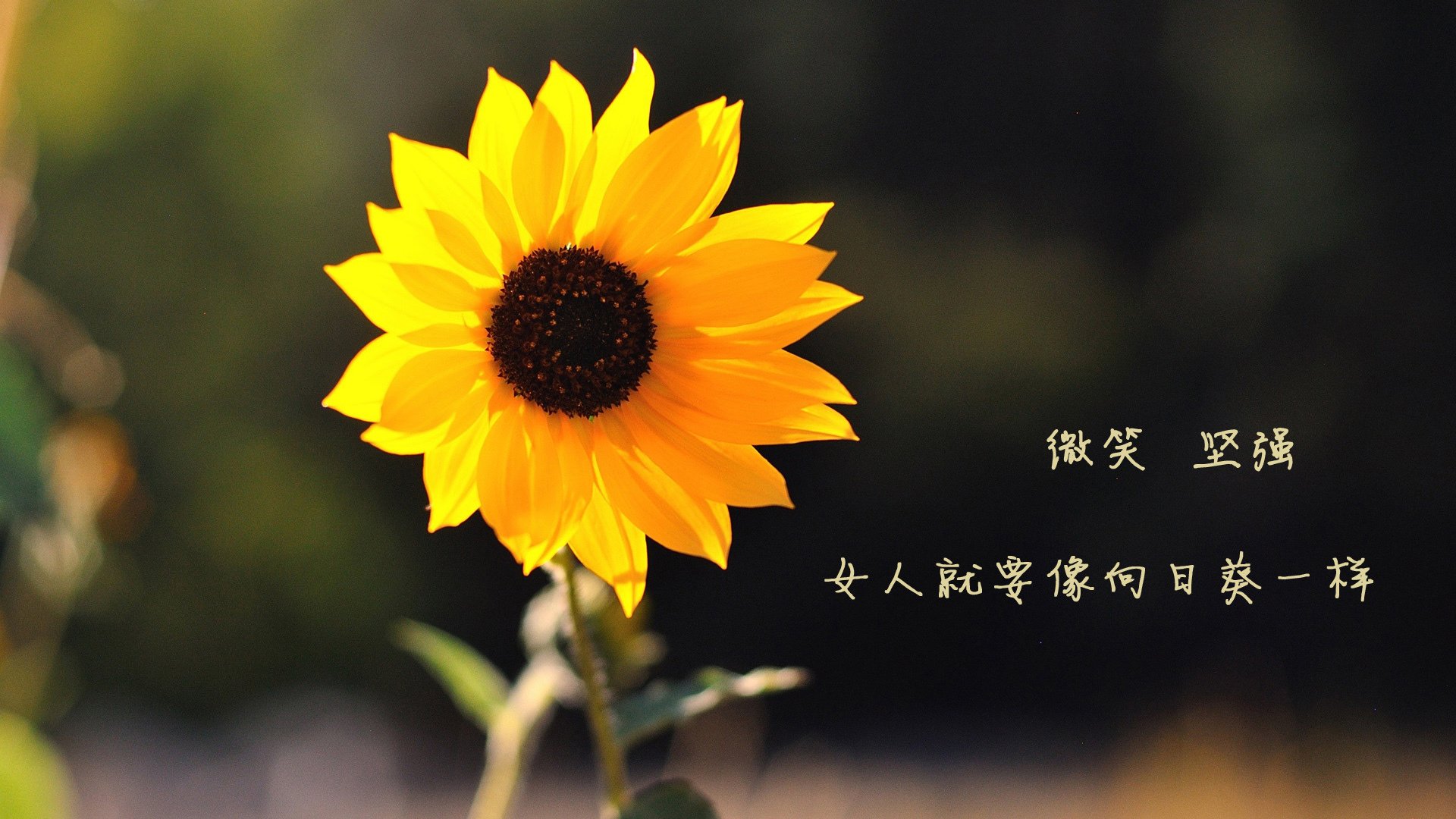 东方新势力，当沙漠雄风正面击溃红黑军团